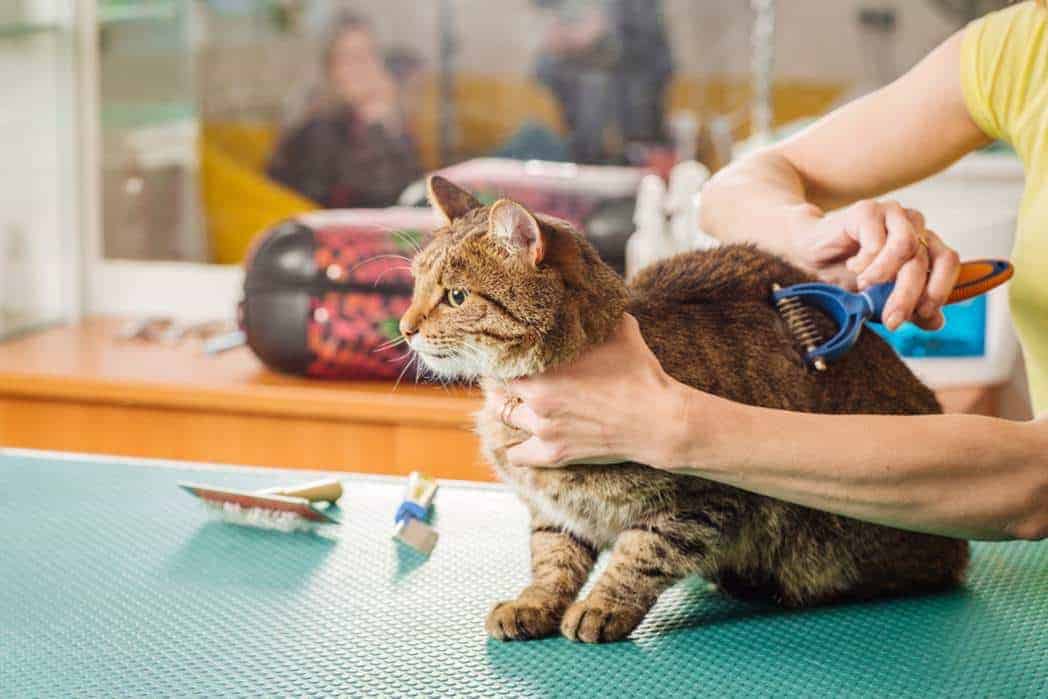 Grooming Cat with tool for Shedding Hair