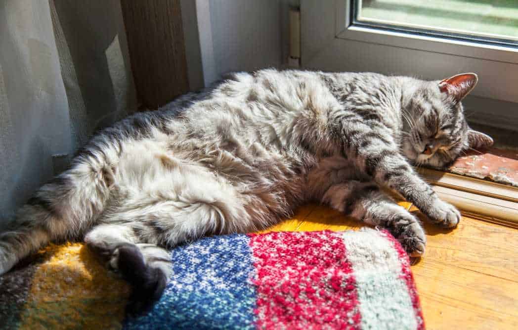 The Beautiful Gray Fluffy Cat of Tabby Sleeps