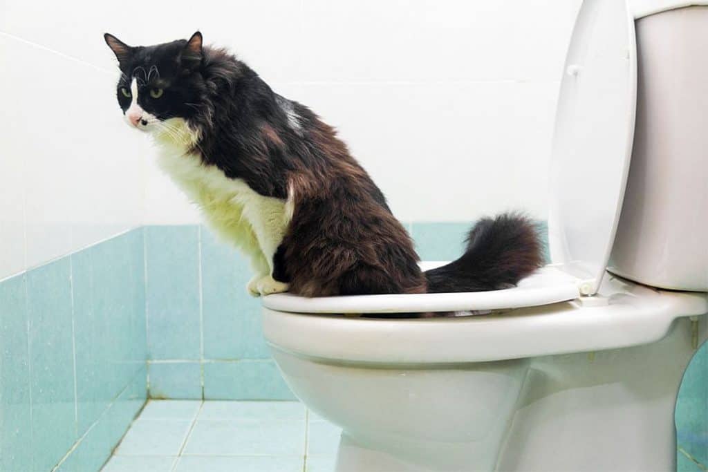Cats Toilet Effectively