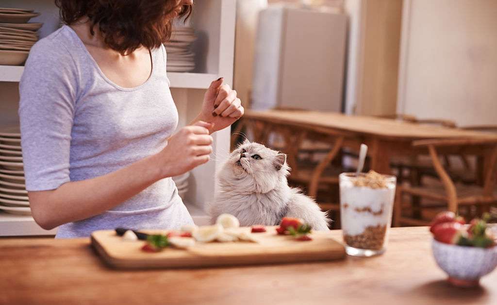 Ensure Diet For Cats