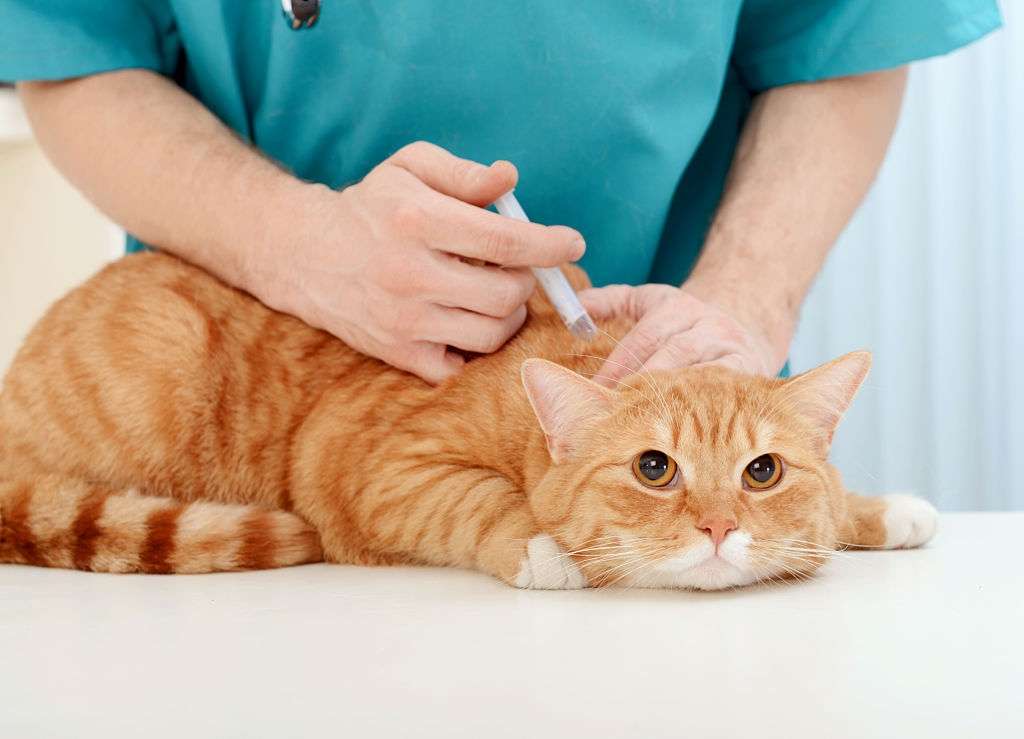 Get Your Cat Vaccinated Regularly