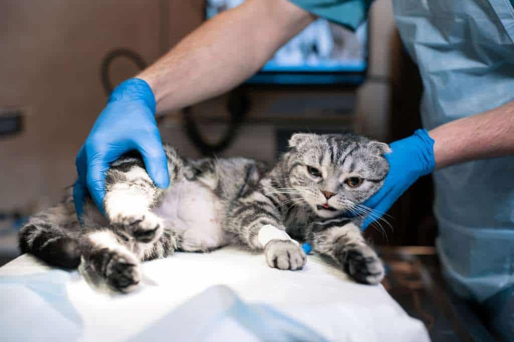 Sterilization For Cats