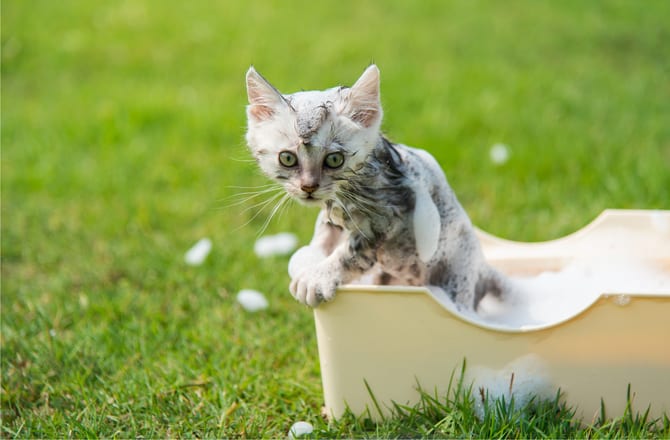 Bathe A Kitten From An Early Age
