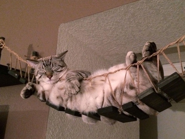 Stairs For Climbing Cat