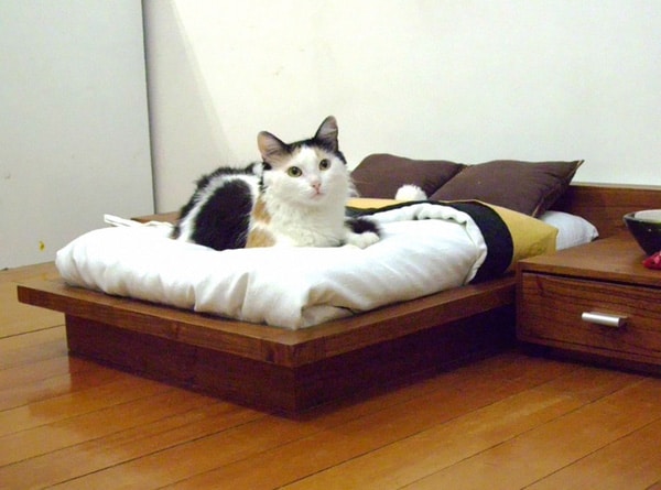 Tiny Bed For Cat
