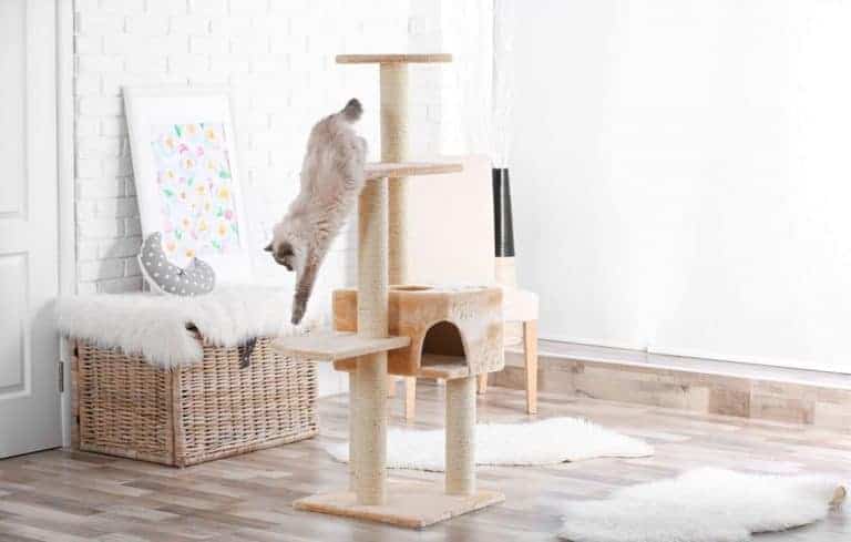 How to Buy the Best Cat Tree