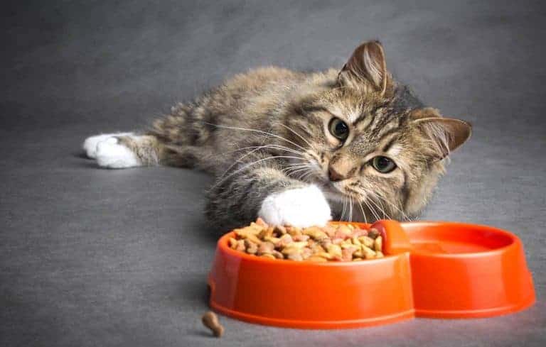 Best Dry Cat Food 2024 Reviews (Buying Guide Included)