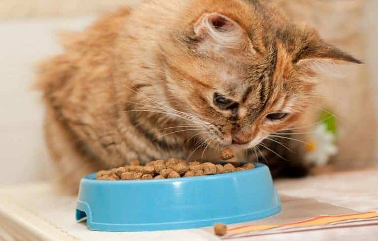 How To Choose The Best High Fibre Cat Food