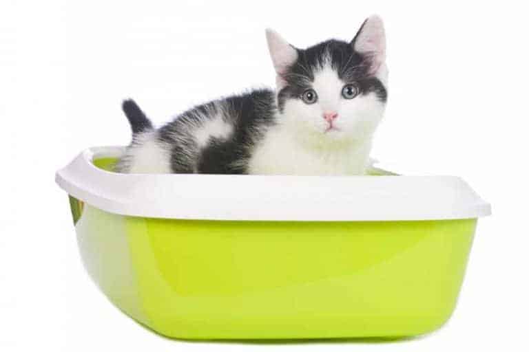 What is Cat Litter Made Out Of?