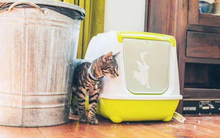 Cat Litter Box Problems: Prevention & Treatment