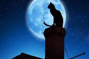 Myths About Cats