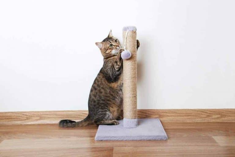How To Choose And Use a Scratching Post For Your Cat?