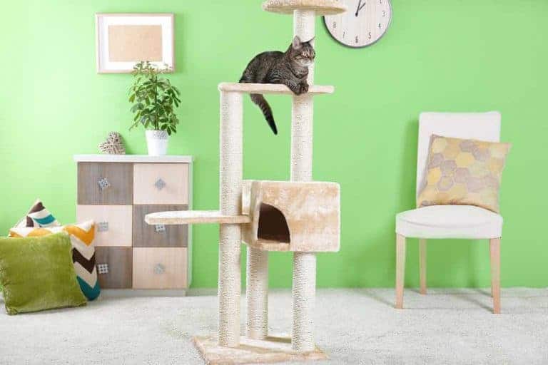 A Complete The Cat Tree Guide
