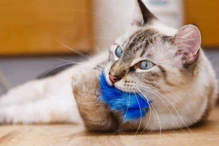 How To Choose a Toy For Your Cat?