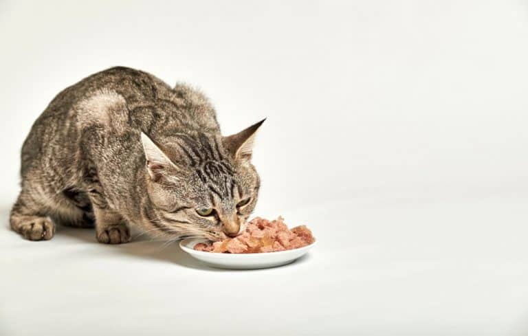 5 Best Wet Cat Food Compared. Find Out Which One’s Best For Your Kitty?
