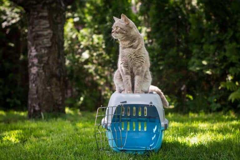 A Cat Carrier: How to Train Your Cat to Use?