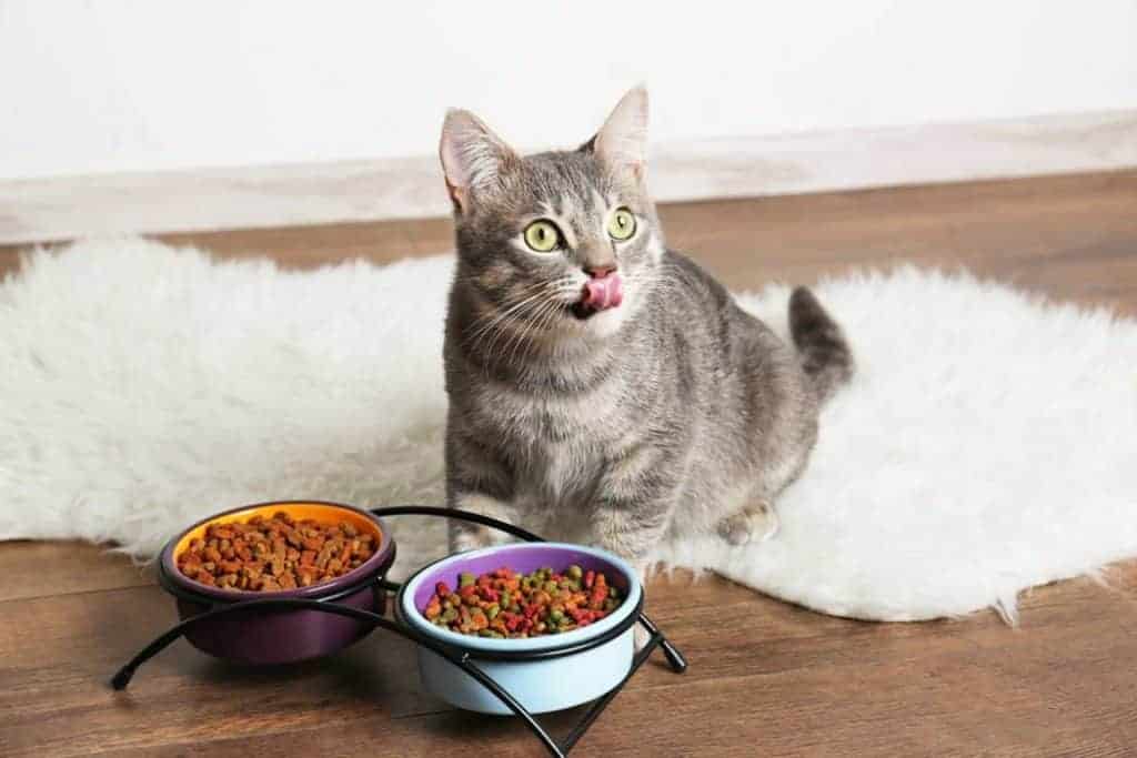 Best Cat Foods for Hairballs