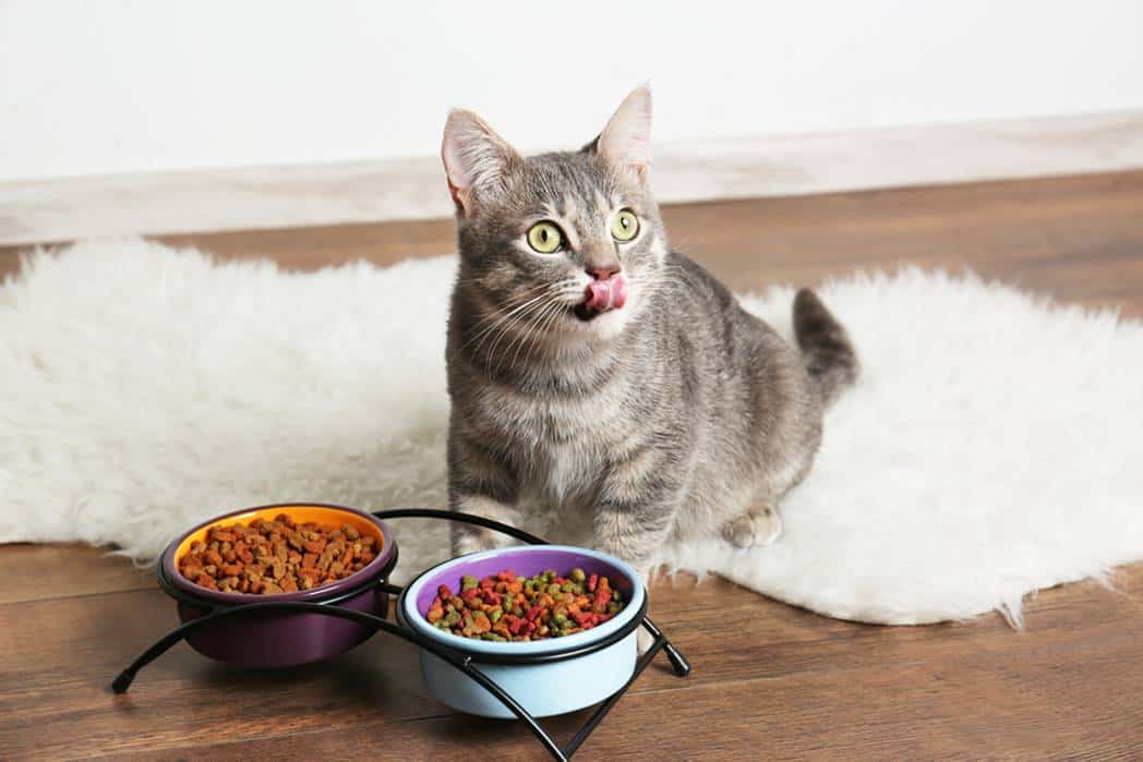 best dry cat food for hairball control
