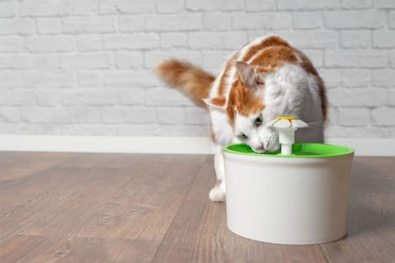 Top 5 Best Cat Water Fountain For Cats You Can Use