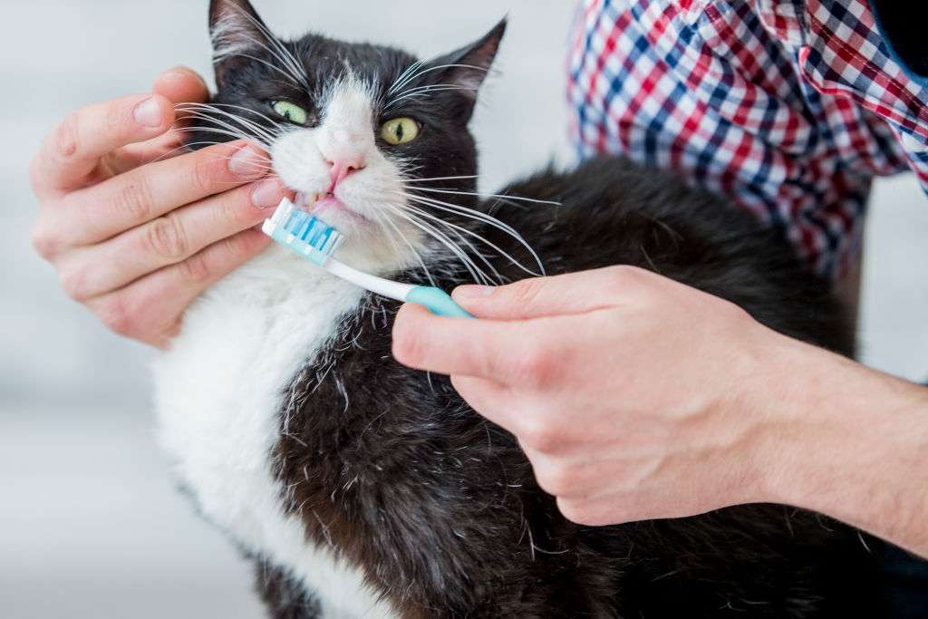 Keeping Cat's Mouth Hygiene