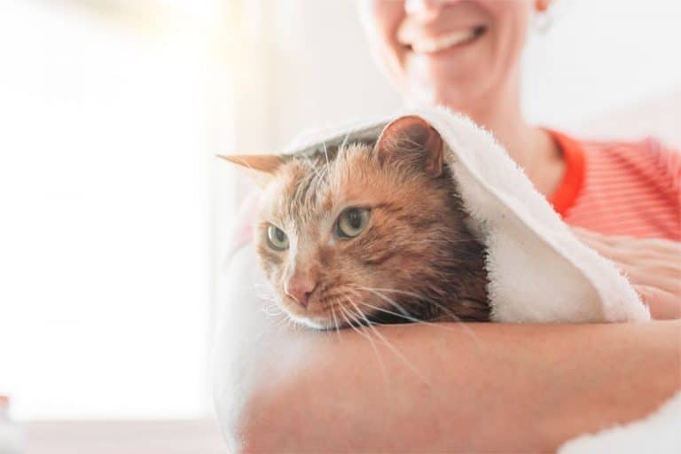 How to Bathe a Kitten Is Right?