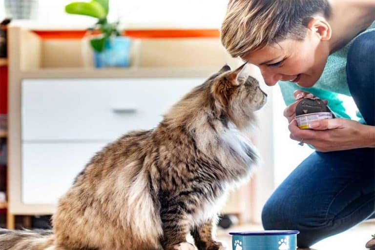 What is Mix Feeding? Five Benefits of Mixing Cat Food