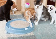 Best Electronic Cat Toys