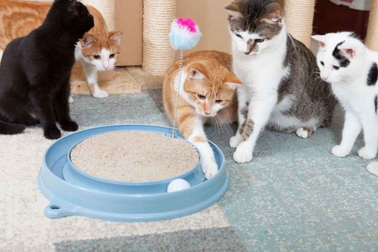 5 Best Electronic Cat Toys, Which Will Keep Your Cats Healthy and Entertained