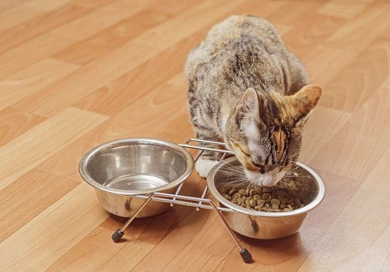 6 Mistakes Common To When Feeding Your Cat