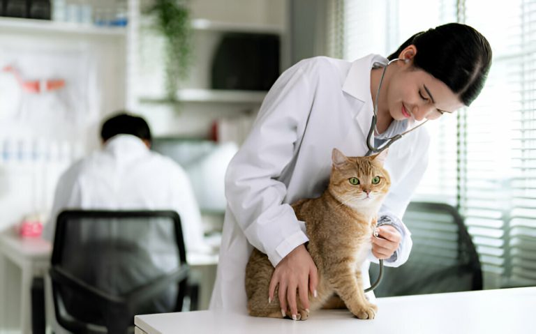 Cat Gear Specialists: Your Expert Advisors for Feline Equipment Needs