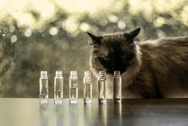 Meloxidyl for Cats: Managing Feline Pain with Precision and Care