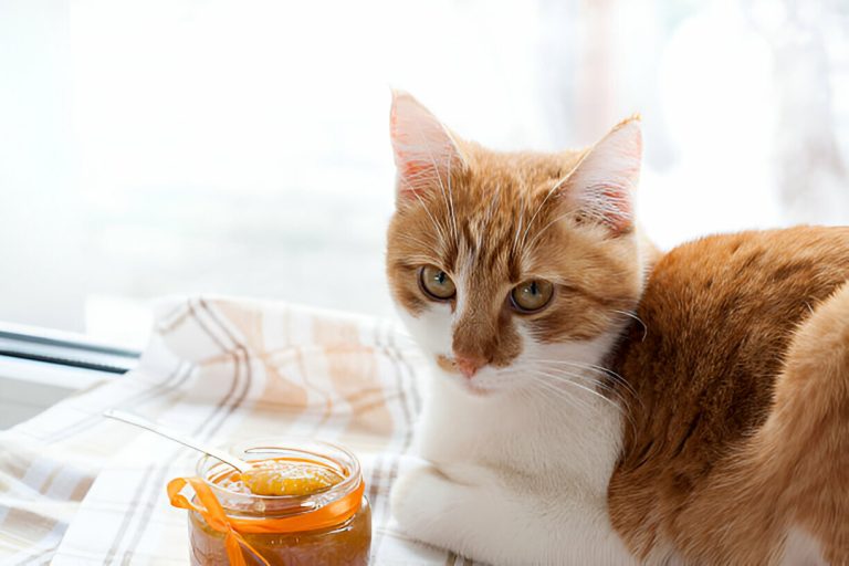 Satisfy Your Cat’s Palate: Discover the Delightful Benefits of Cat Broth