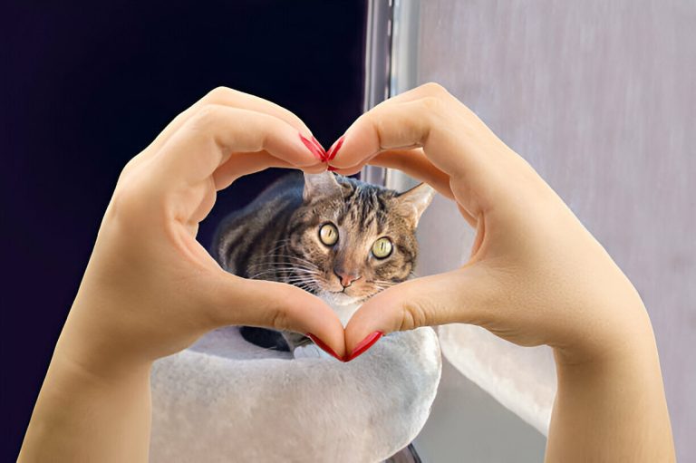 Heartgard for Cats: Essential Protection for Feline Heart Health