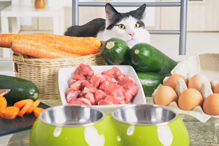 Nourish Your Feline Friend: High Protein Low Carb Cat Food Options